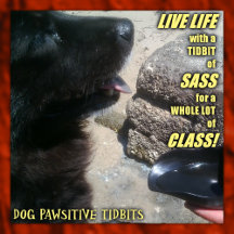 Dog Pawsitive Tidbits