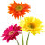 Natures Gifts and Flower Shop