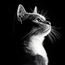 Elegant Cat