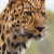 AnimalPrints4U