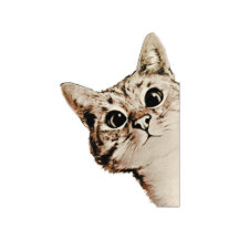 Cats and kittens 