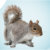 Idea Squirrel