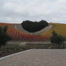 North SLO County Wine Country Postcards