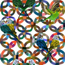 Pretty Budgies