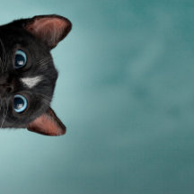 Curiosity