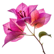 Beautiful Kagoj Phool Paper Flower Botanical Flora