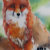 Foxlore