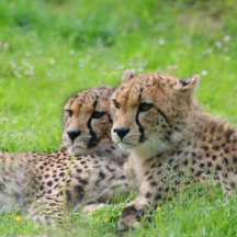 JAMFoto Animal Puzzles