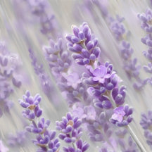 Lavender dreams. 