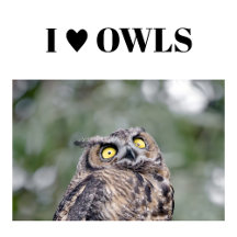 Owls