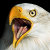 Rognar Photography & Designs