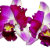 ThePurpleOrchid