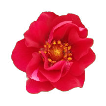 Red Strawberry Flower Collection