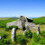 CornishPiskiesDayOut