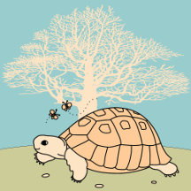 Greek Tortoises