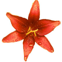 Flowers Beauty