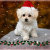 ChristmasCelebrate