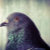 Pigeonlvrs