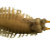 conquerorbristleworm