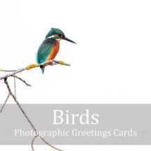 Birds - Photographic Greeting Card