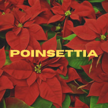 Christmas Poinsettia