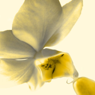 Invitation Fleur artistique dans les tons jaunes - Mariage