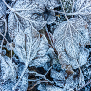 Cravate Noël Bleu Feuille Neige Vacances d'hiver