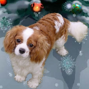 Cavalier King Charles Spaniel kerstcadeaus Feestdagen Kaart