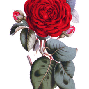 Prospectus 11,4 Cm X 14,2 Cm Chic rouge Bourgogne rose. Blossom Nature Mariage 