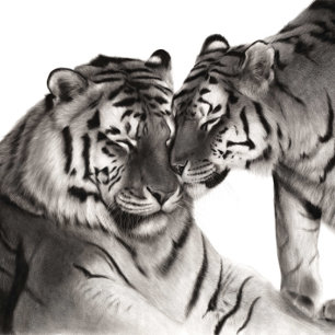 Impression Photo Tigres - Portrait faunique peint à la main
