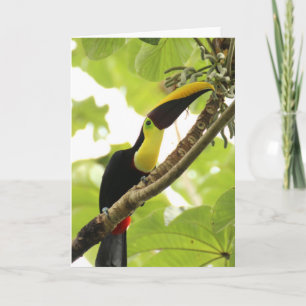 Swainson Toekan Exotische Vogel Kaart