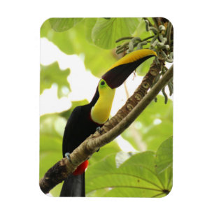 Swainson Toekan Exotische Vogel Magneet