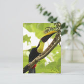 Swainson Toucan Briefkaart (Staand voorkant)