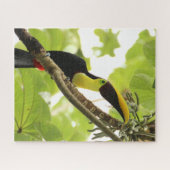 Swainson Toucan Exotic Bird Legpuzzel (Horizontaal)