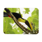 Swainson Toucan Exotic Bird Magneet (Horizontaal)