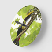 Swainson Toucan Exotic Bird Ronde Klok (Hoek)