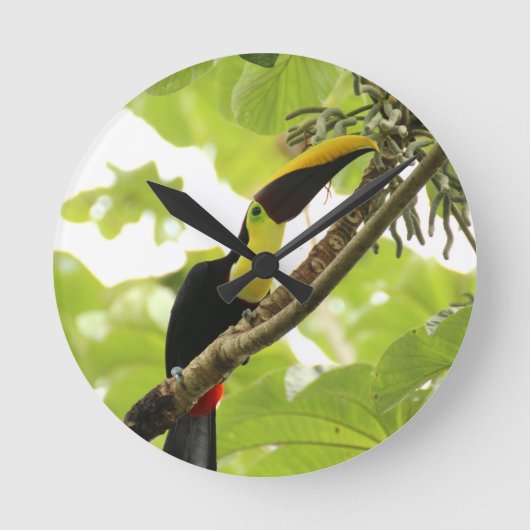 Swainson Toucan Exotic Bird Ronde Klok (Voorkant)