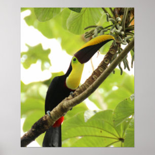 Swainson Toucan Poster