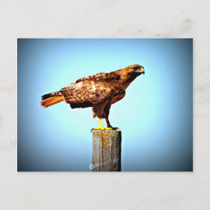 Swainson's Hawk Briefkaart