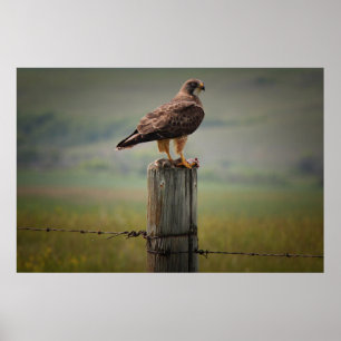 Swainson's Hawk met zijn dood Poster