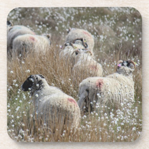 Swaledale ooien in wolgras in Northhumberland Bier Onderzetter