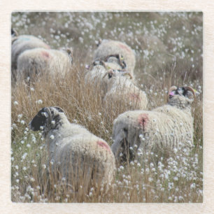 Swaledale ooien in wolgras in Northhumberland Glazen Onderzetter