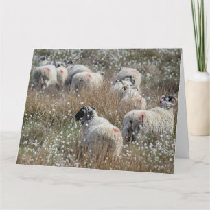 Swaledale ooien in wolgras in Northhumberland Kaart