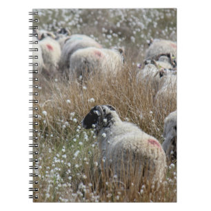 Swaledale ooien in wolgras in Northhumberland Notitieboek