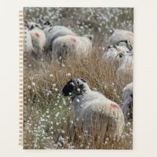 Swaledale ooien in wolgras in Northhumberland Planner