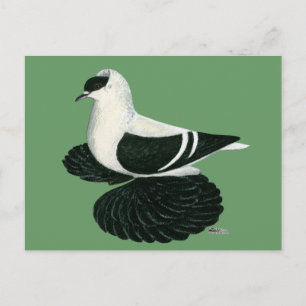 Swallow Pigeon Saxon Zwart Wit Bar Briefkaart