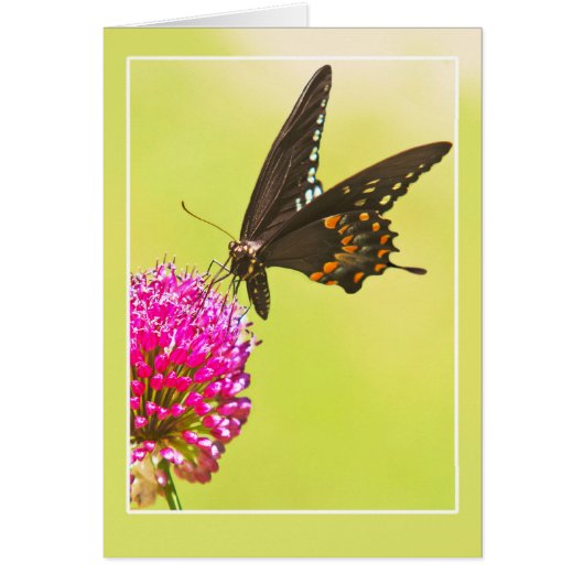 Swallowtail Butterfly (Voorkant)
