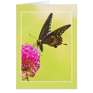 Swallowtail Butterfly
