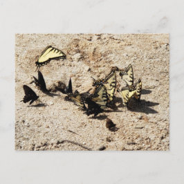 Swallowtail Butterfly Briefkaart
