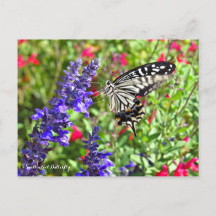 Swallowtail Butterfly [Briefkaart] Briefkaart